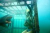 Shark Night 3D Szenenbild 1 Shark Night 3D Szenenbild 1