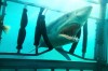Shark Night 3D Szenenbild 5 Shark Night 3D Szenenbild 5