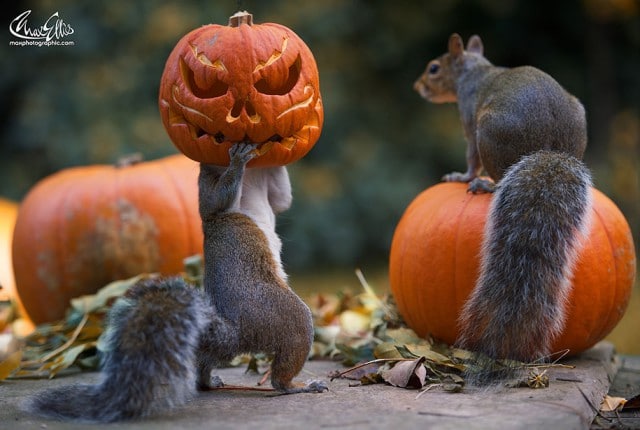 Eichhörnchen Kürbis Halloween