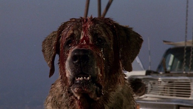 Stephen Kings Cujo