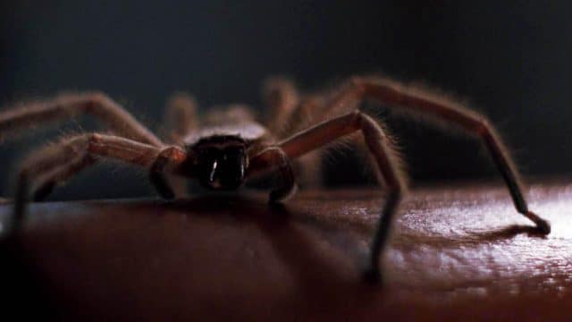 Angst Vor Spinnen James Wan Spendiert Arachnophobia Ein Remake 8535
